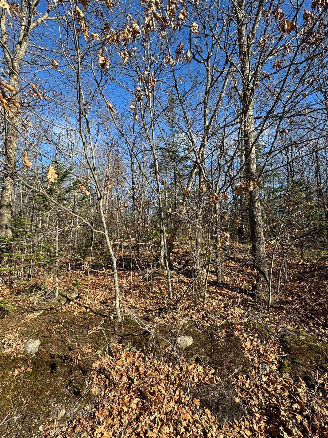 Mtée Mongeau — photo 3