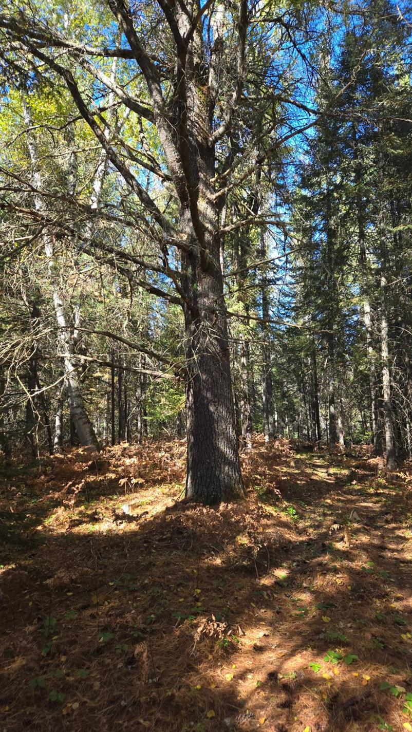 Ch. des Mélèzes — photo 2