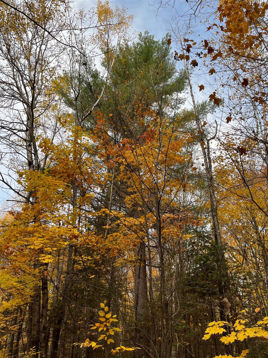 Ch. Cousineau — photo 1