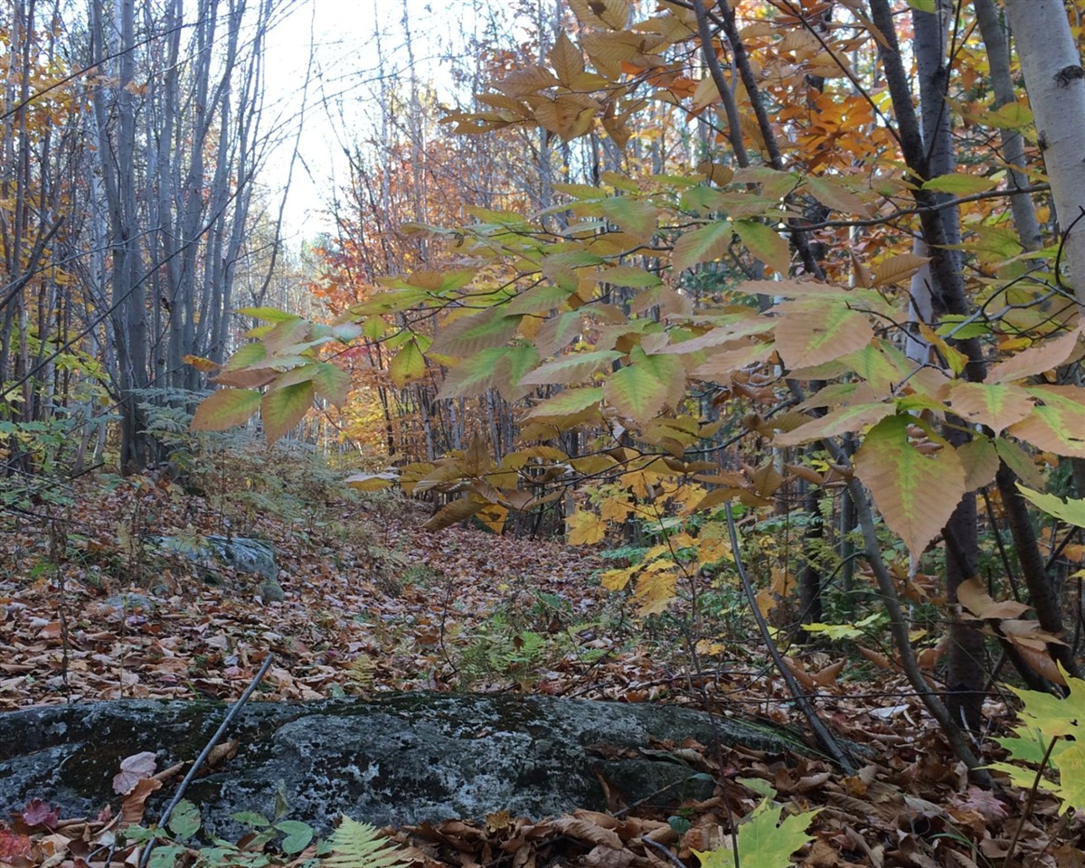 Terrain - 5e Rang, Sainte-Julienne