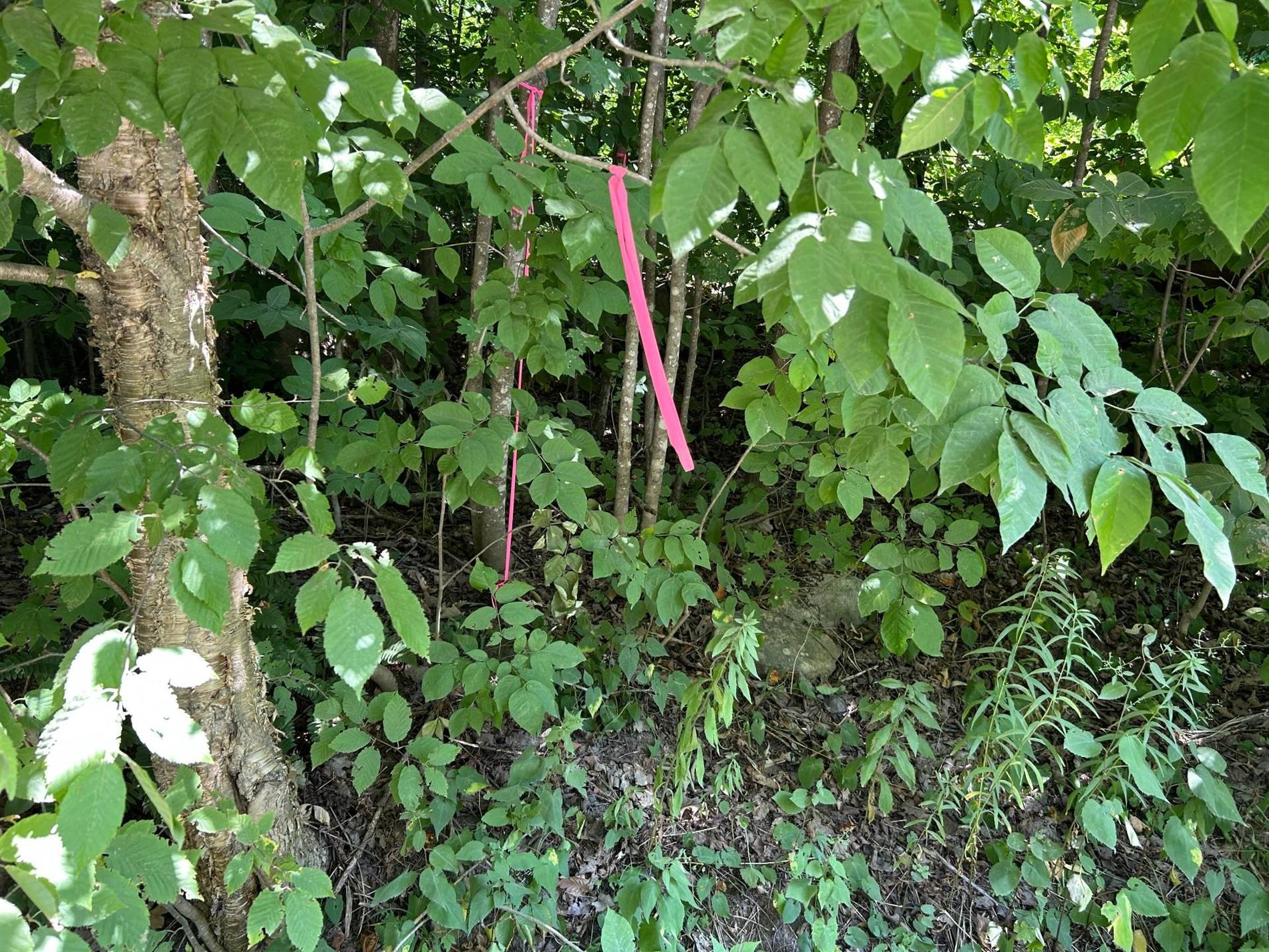Ch. Janitens — photo 3