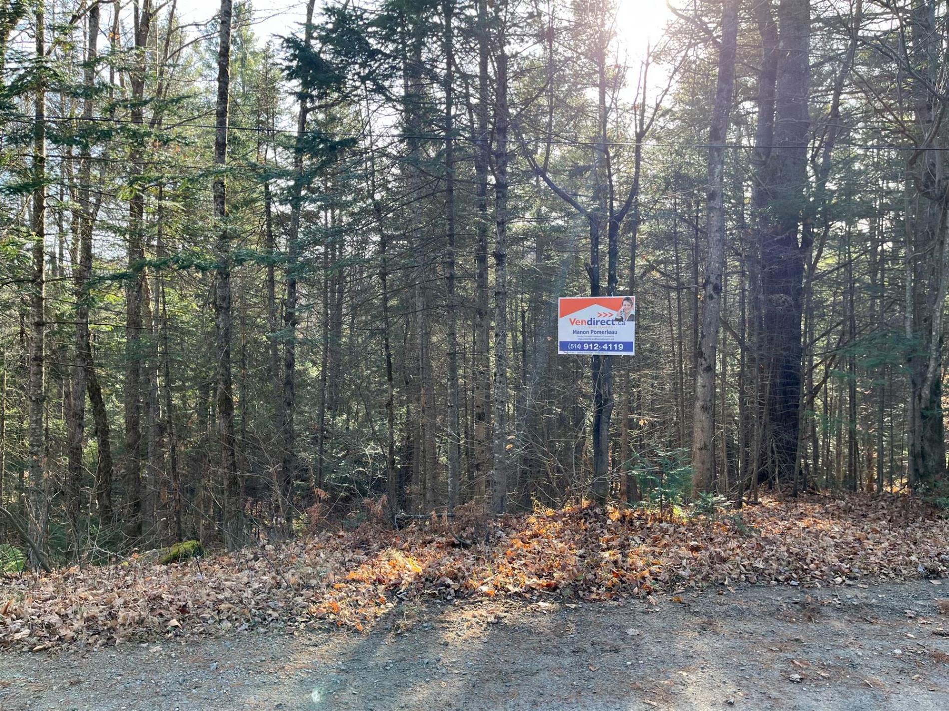 Ch. Pioneer — photo 2